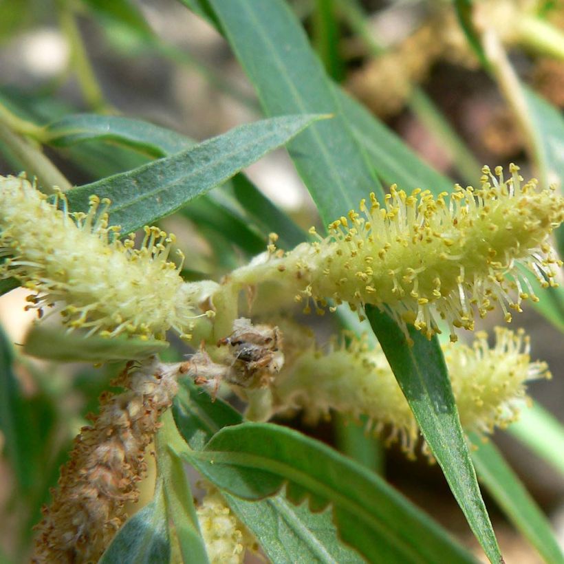 Salix exigua - Saule des coyotes (Floraison)