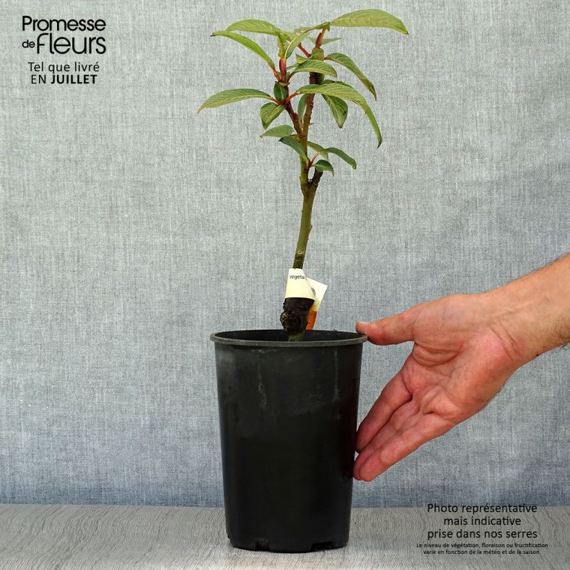 Spécimen de Salix fargesii - Saule de Farges Pot de 4L/5L tel que livré en été