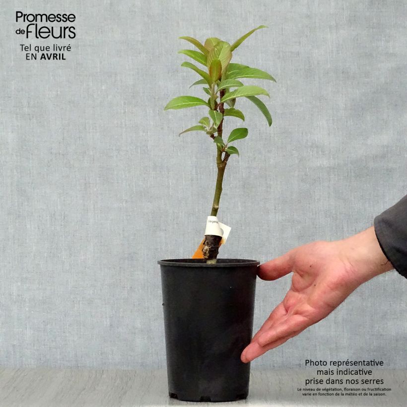 Spécimen de Salix fargesii - Saule de Farges Pot de 4L/5L tel que livré au printemps