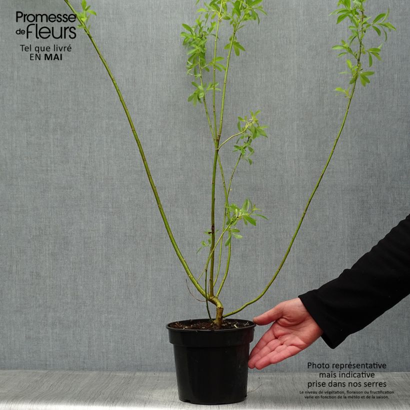 Spécimen de Saule Griffe de Loup - Salix gracilistyla Pot de 3L/4L tel que livré au printemps
