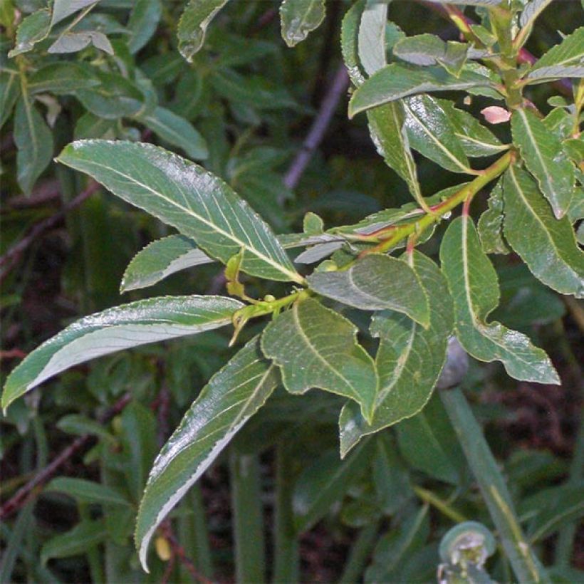 Saule Griffe de Loup - Salix gracilistyla (Feuillage)
