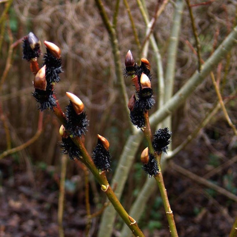 Saule Griffe de Loup - Salix gracilistyla (Floraison)