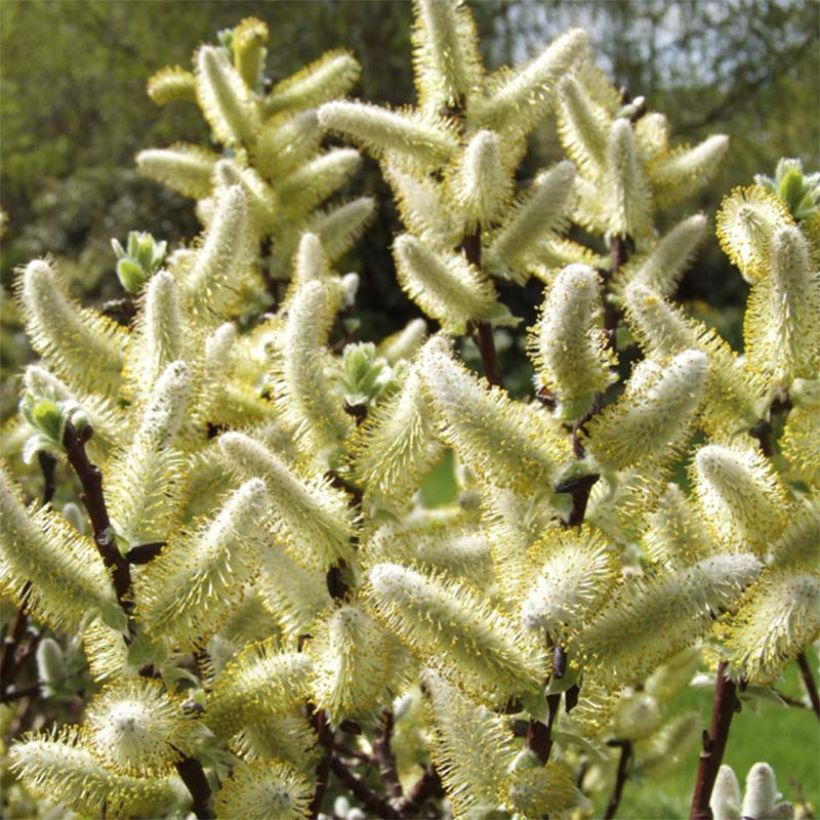 Salix hastata Wehrhahnii - Saule hasté (Floraison)