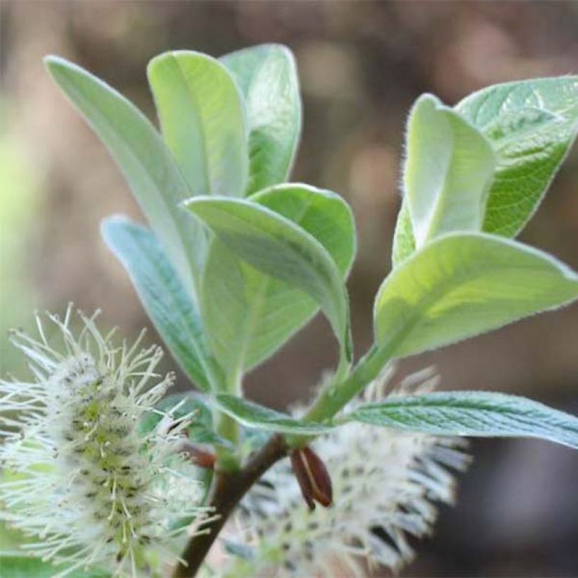 Salix helvetica - Saule de Suisse (Feuillage)