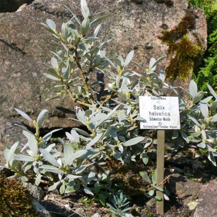 Salix helvetica - Saule de Suisse (Port)