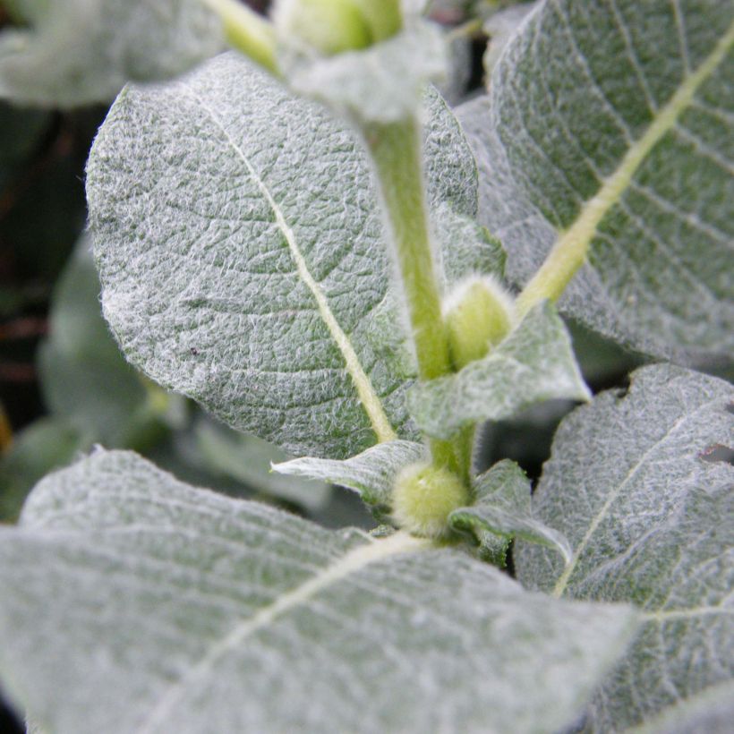 Salix lanata - Saule laineux (Feuillage)