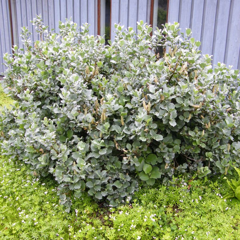Salix lanata - Saule laineux (Port)