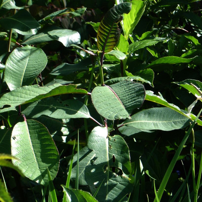 Saule magnifique - Salix magnifica (Feuillage)