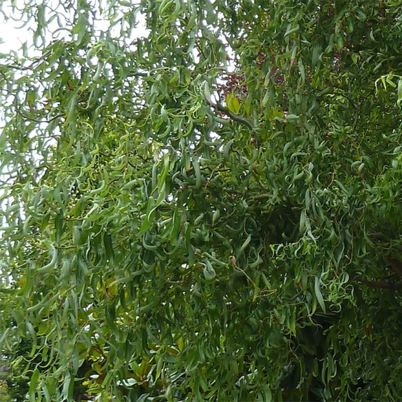 Saule de Pékin tortueux - Salix matsudana (babylonica) Tortuosa (Feuillage)