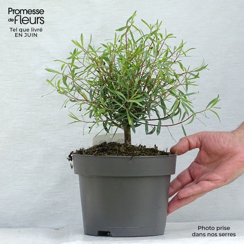 Spécimen de Salix purpurea Nana - Saule pourpre Pot de 2L/3L tel que livré en été
