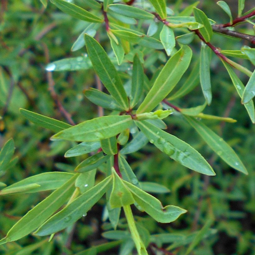 Salix purpurea Nana - Saule pourpre (Feuillage)