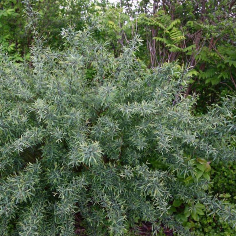 Salix purpurea Nana - Saule pourpre (Port)
