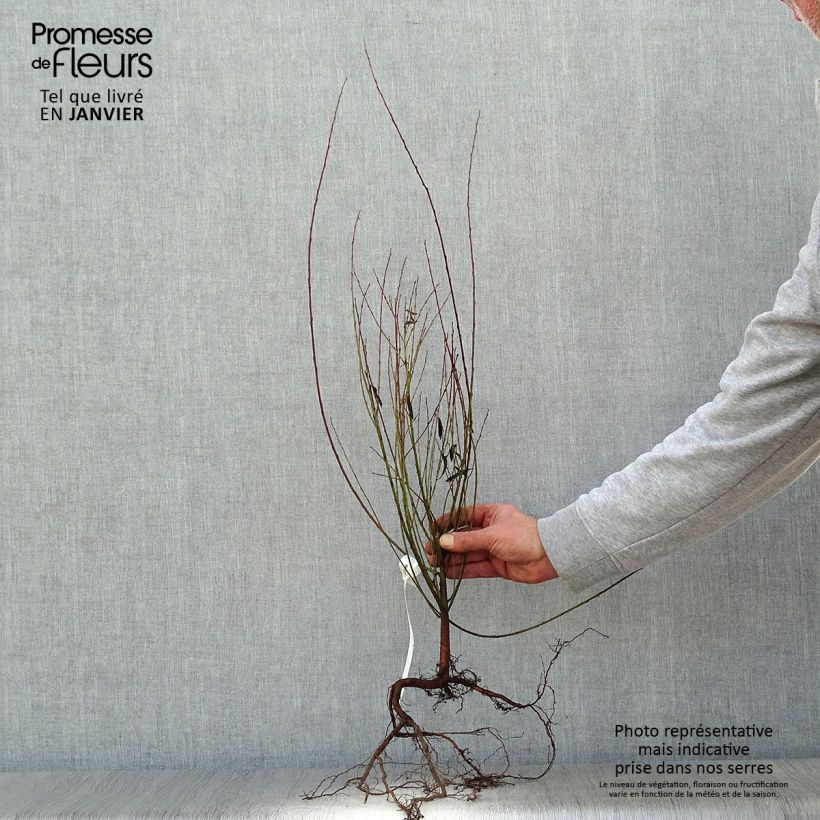 Spécimen de Salix purpurea Nana - Saule pourpre Petites Racines nuesHauteur livrée env. 40/60cm tel que livré en hiver