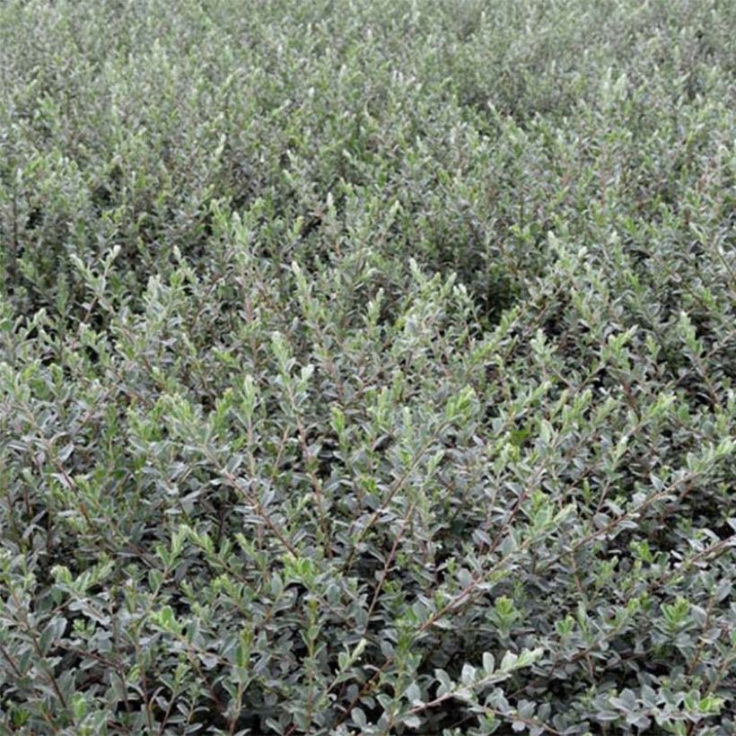 Salix repens Nitida - Saule rampant  (Feuillage)