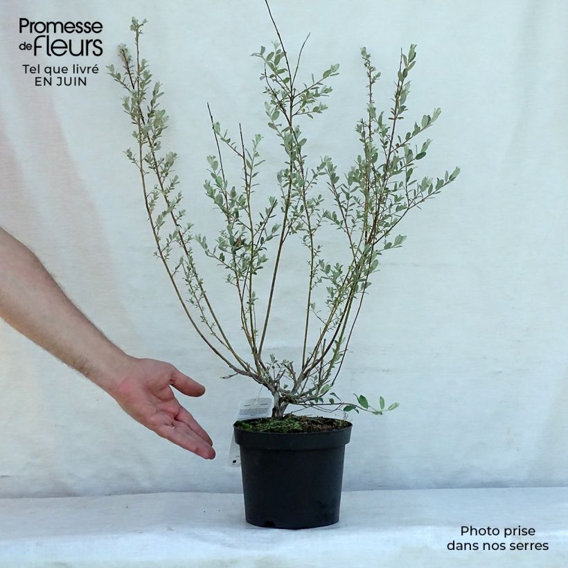 Spécimen de Salix repens - Saule rampant Pot de 2L/3L tel que livré en été