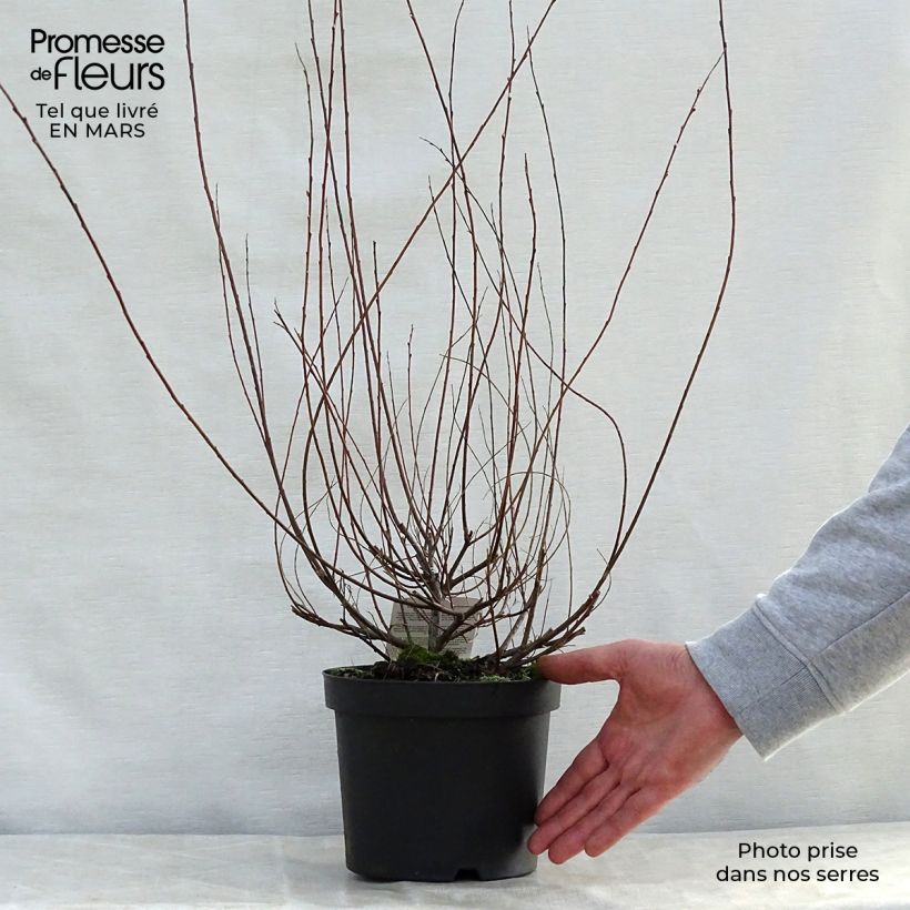 Spécimen de Salix repens - Saule rampant en pot de 2/3L tel que livré au printemps