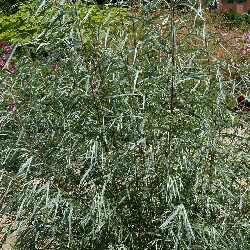 Salix rosmarinifolia - Saule romarin  (Feuillage)