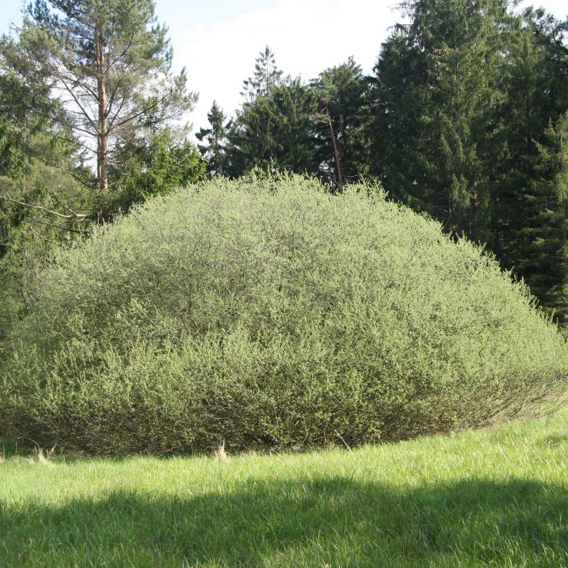 Salix rosmarinifolia - Saule romarin  (Port)