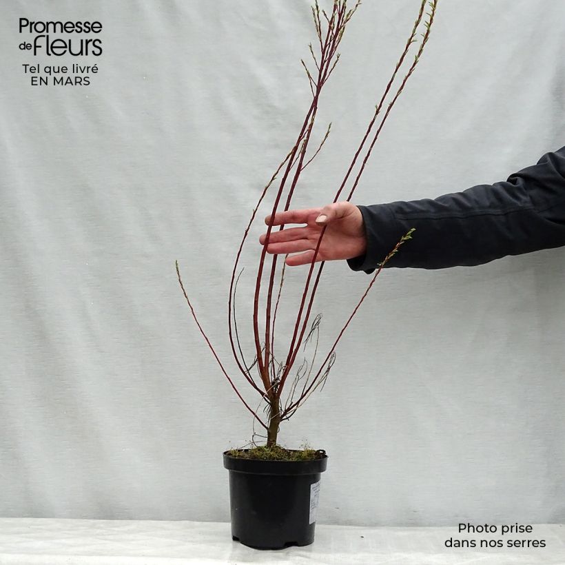 Spécimen de Salix rosmarinifolia - Saule romarin  tel que livré en printemps