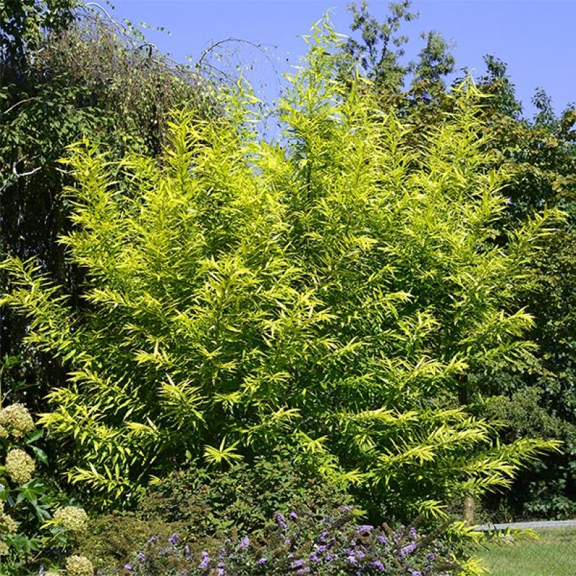 Saule doré -  Salix sachalinensis Golden Sunshine (Port)