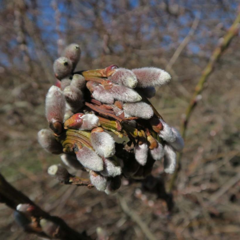 Salix sachalinensis Sekka - Saule de Sakhaline  (Floraison)