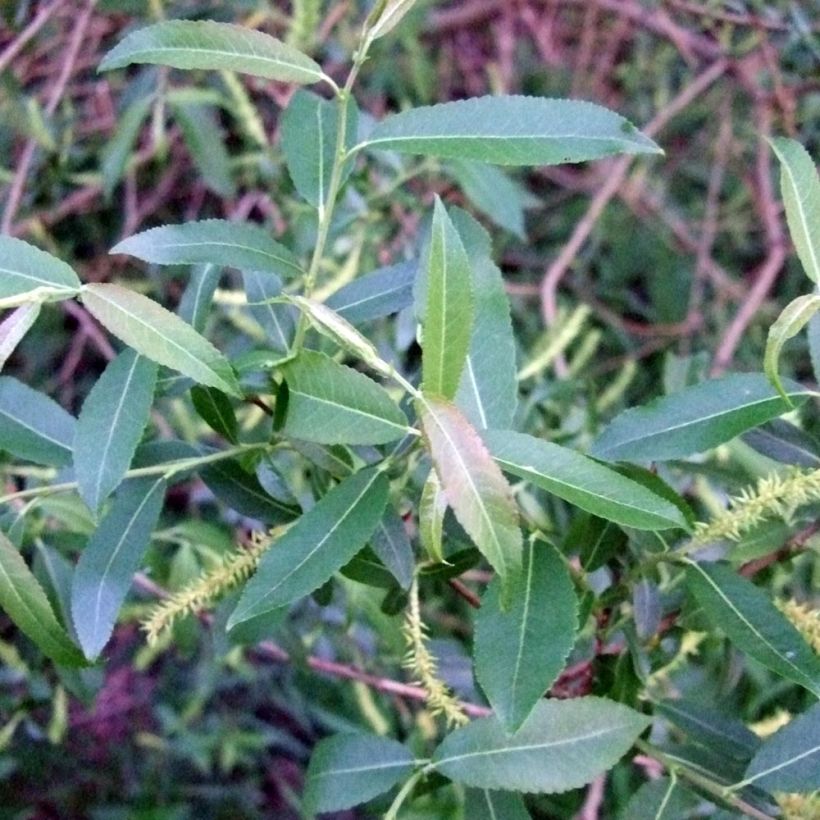 Salix triandra - Osier brun (Feuillage)