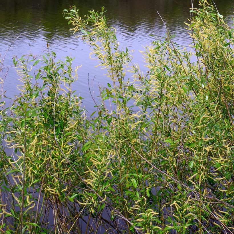 Salix triandra - Osier brun (Port)