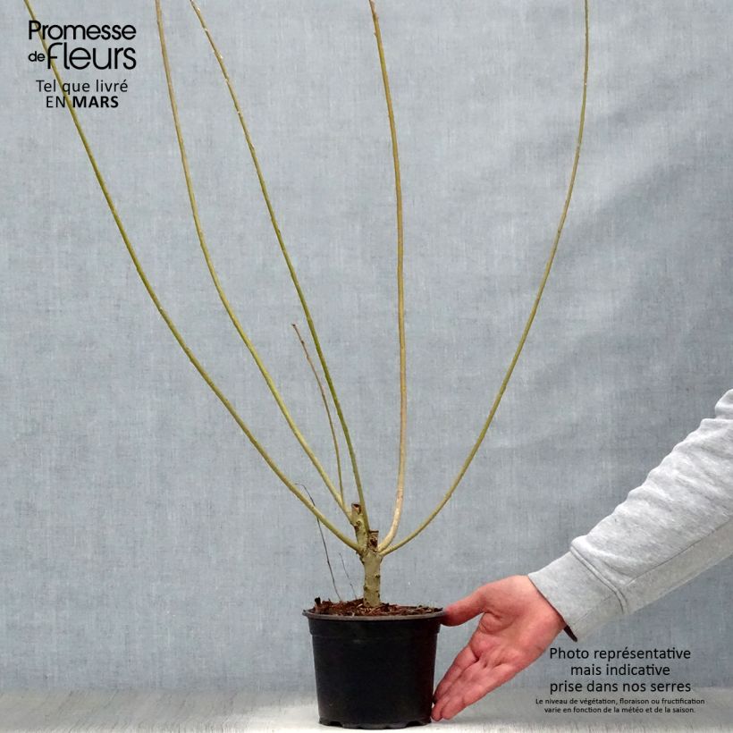Spécimen de Salix viminalis - Saule des vanniers en pot de 1.5L/2L tel que livré au printemps