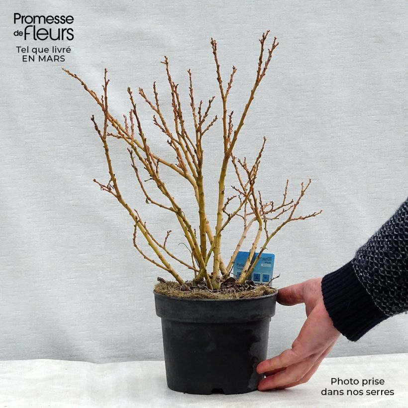 Spécimen de Salix (x) tetrapla - Saule Pot de 2L/3L tel que livré au printemps