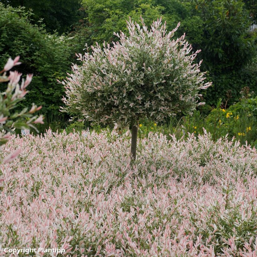 Saule crevette - Salix integra Flamingo (Port)