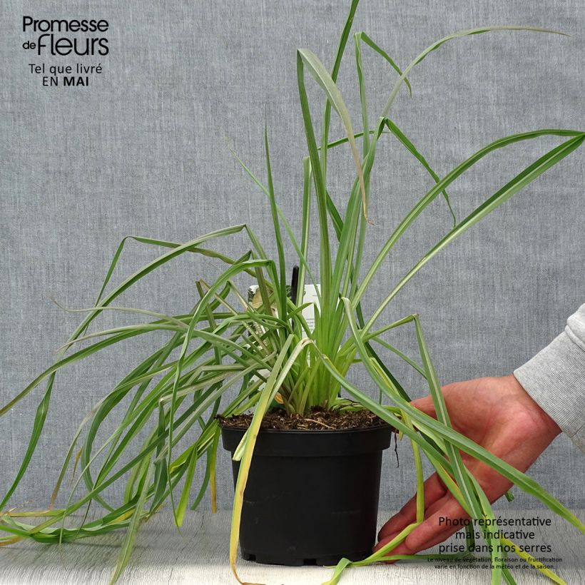 Spécimen de Salsifis cultivé - Tragopogon porrifolius tel que livré au printemps