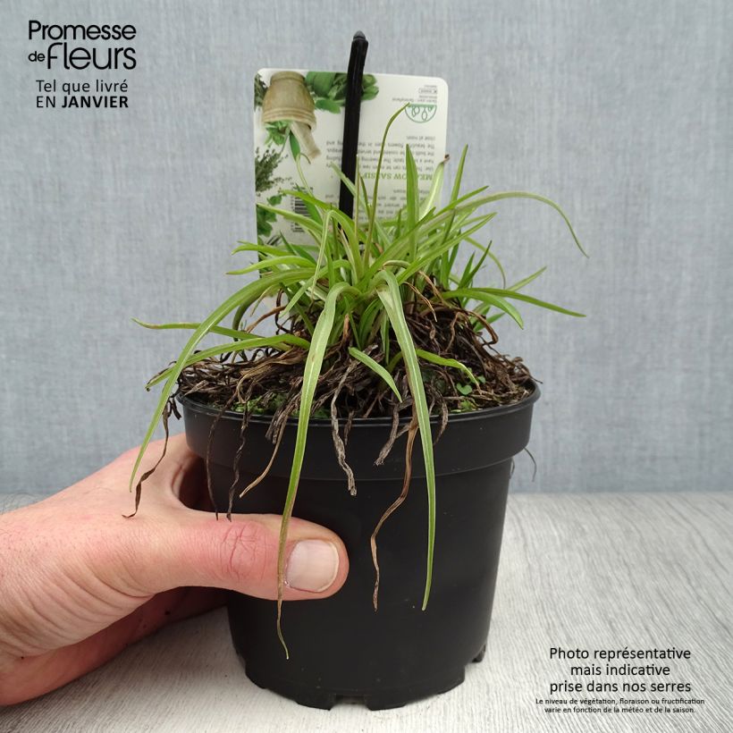 Spécimen de Salsifis des près - Tragopogon pratensis Pot de 1,5L/2L tel que livré en hiver