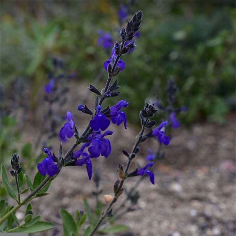 Sauge arbustive Blue Note - Salvia microphylla (Floraison)