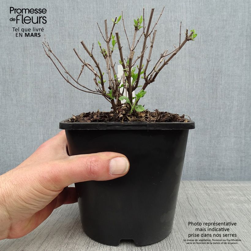 Spécimen de Salvia Delice Feline - Sauge arbustive Pot de 2L/3L tel que livré au printemps
