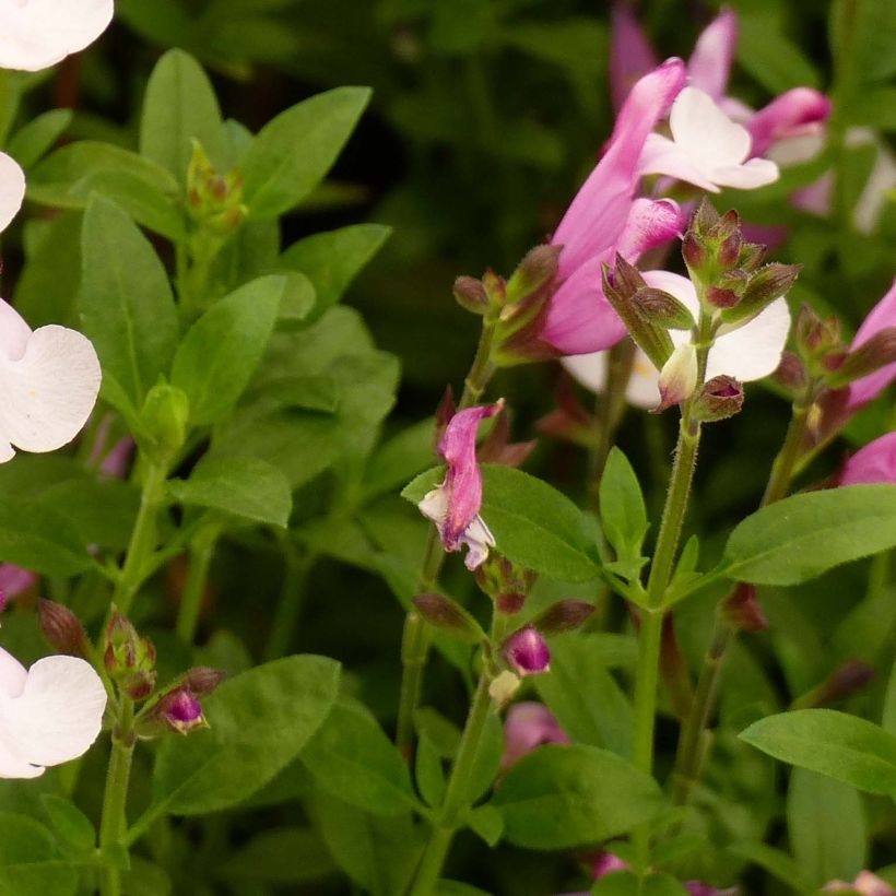 Salvia Dyson's Joy - Sauge arbustive (Feuillage)