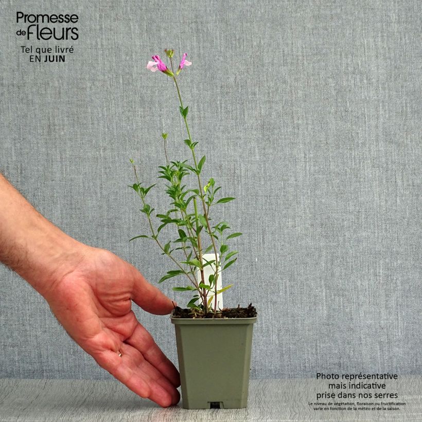 Spécimen de Salvia Dyson's Joy - Sauge arbustive Godet de 8/9 cm tel que livré en été