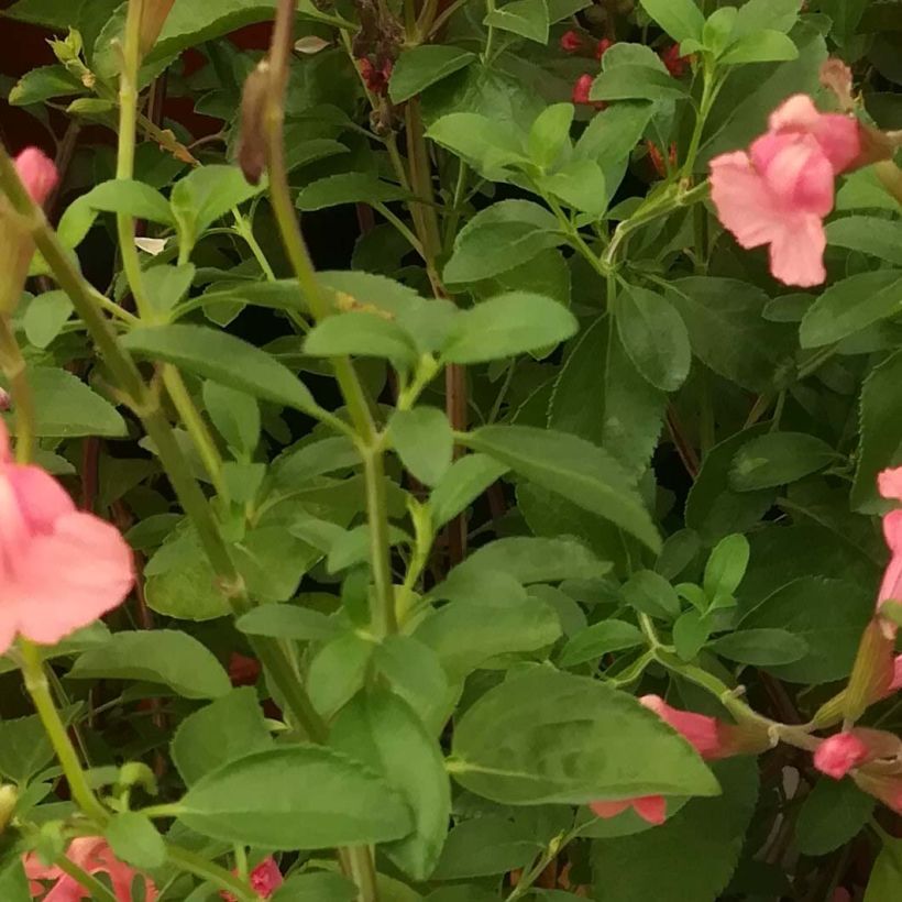 Salvia Papajan - sauge arbustive (Feuillage)