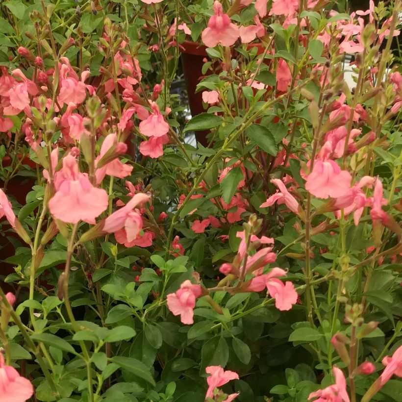 Salvia Papajan - sauge arbustive (Floraison)