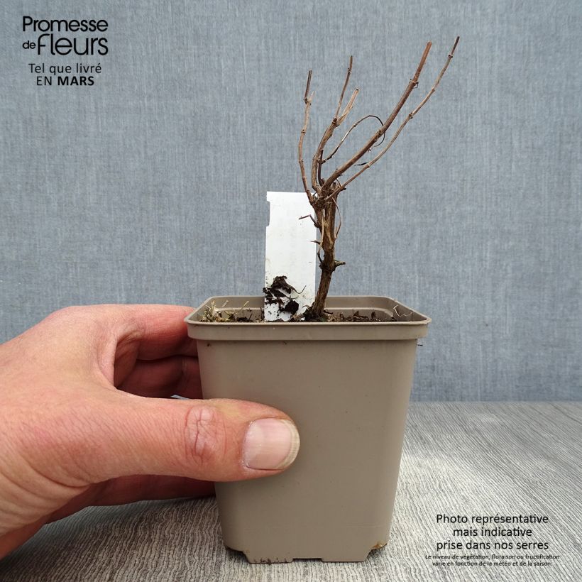 Spécimen de Salvia Papajan - sauge arbustive - godet de 8/9cm tel que livré au printemps