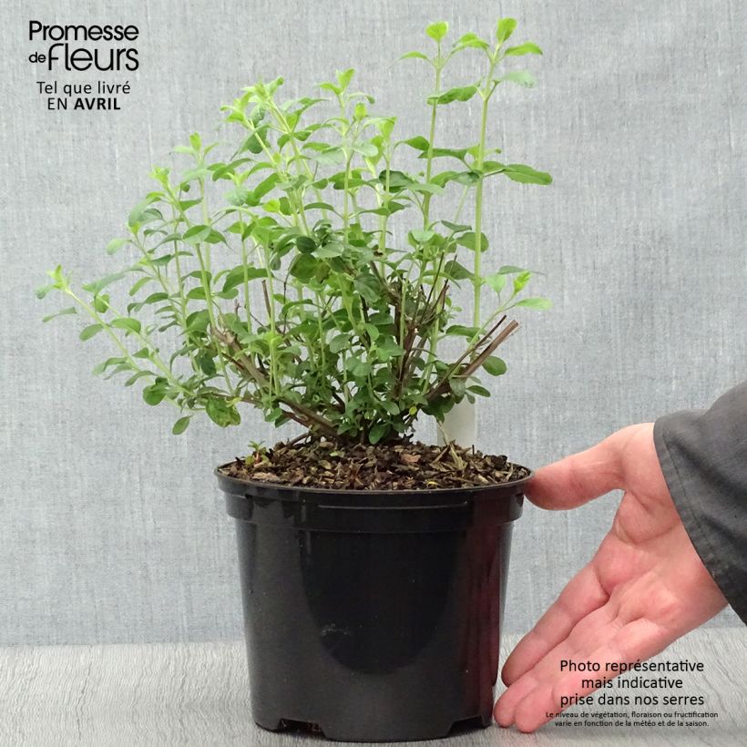 Spécimen de Salvia Papajan - sauge arbustive - pot de 2L/3L tel que livré au printemps