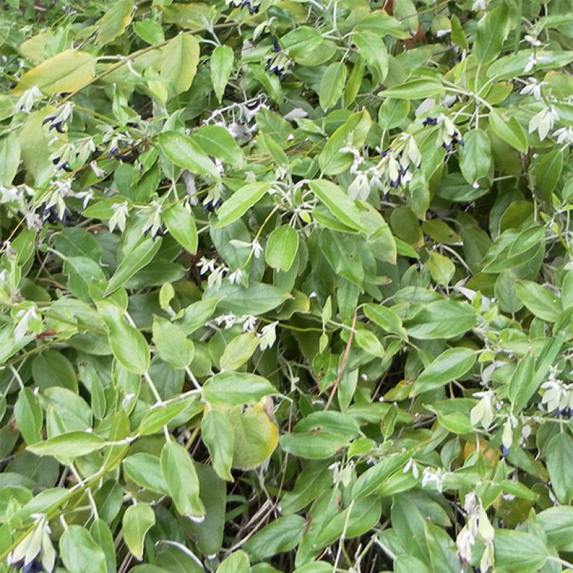 Sauge Cassis - Salvia discolor  (Feuillage)