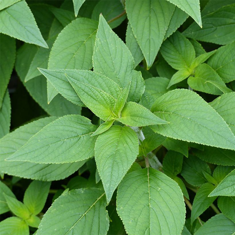 Sauge Ananas - Salvia elegans (Feuillage)