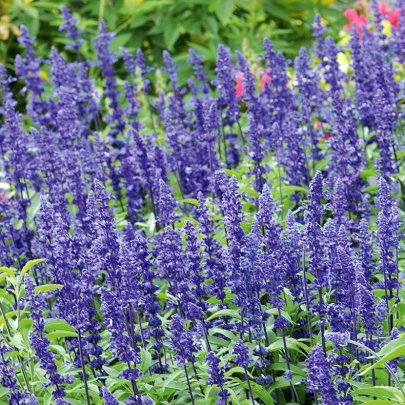 Sauge farineuse Saga bleue Mini-mottes (Floraison)