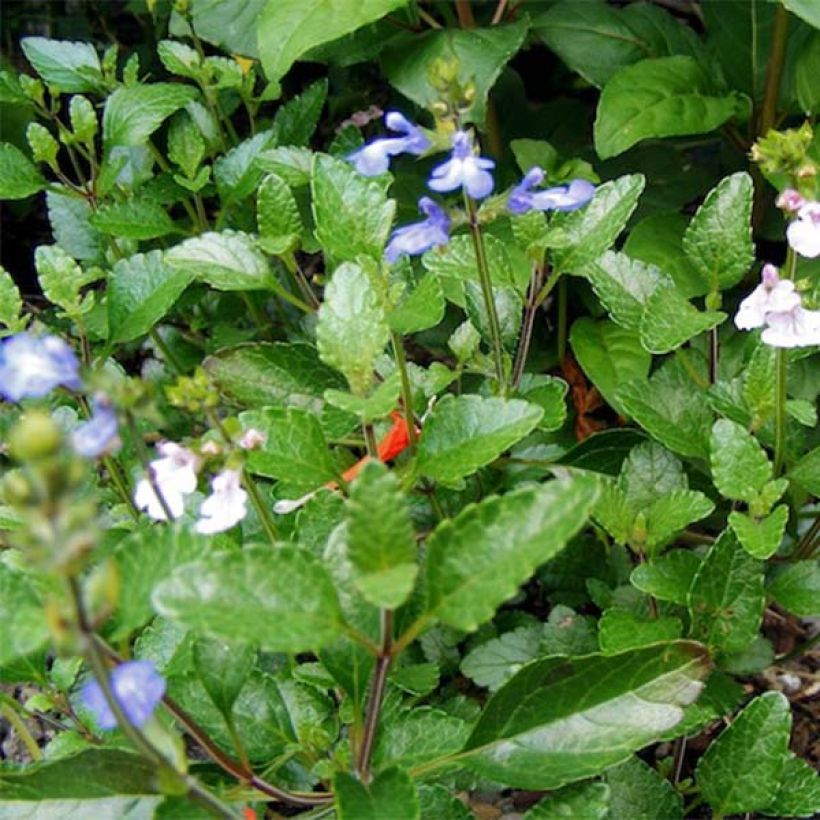 Sauge - Salvia forreri (Feuillage)