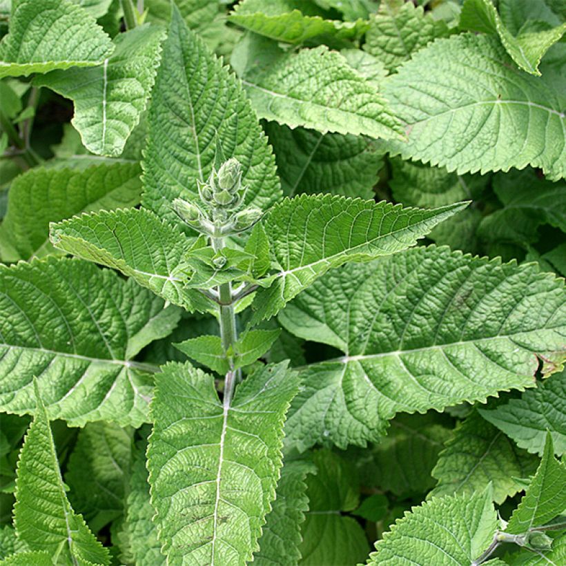 Sauge - Salvia glutinosa (Feuillage)