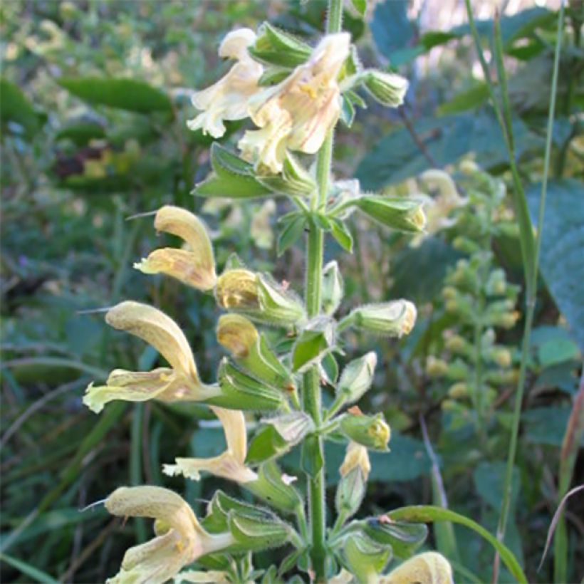 Sauge - Salvia glutinosa (Floraison)