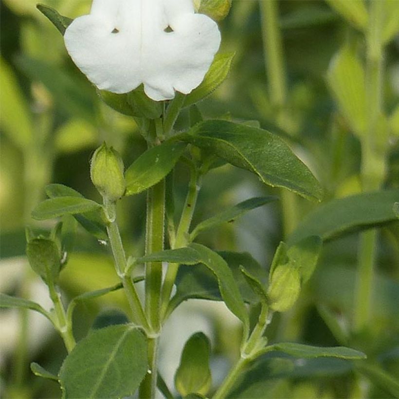 Sauge arbustive - Salvia greggii Alba (Feuillage)