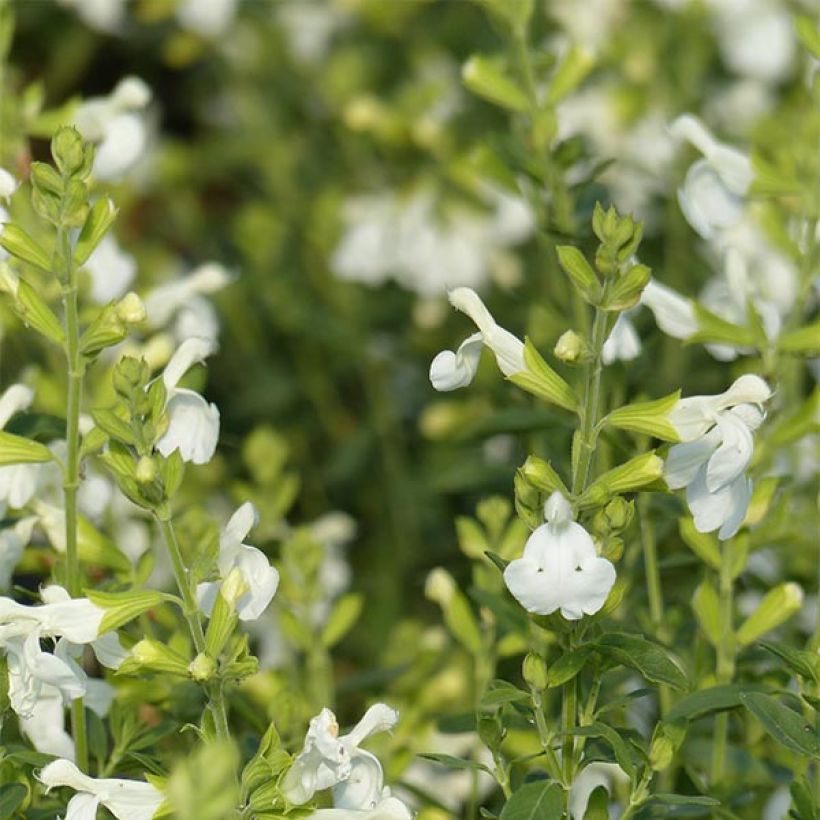 Sauge arbustive - Salvia greggii Alba (Floraison)