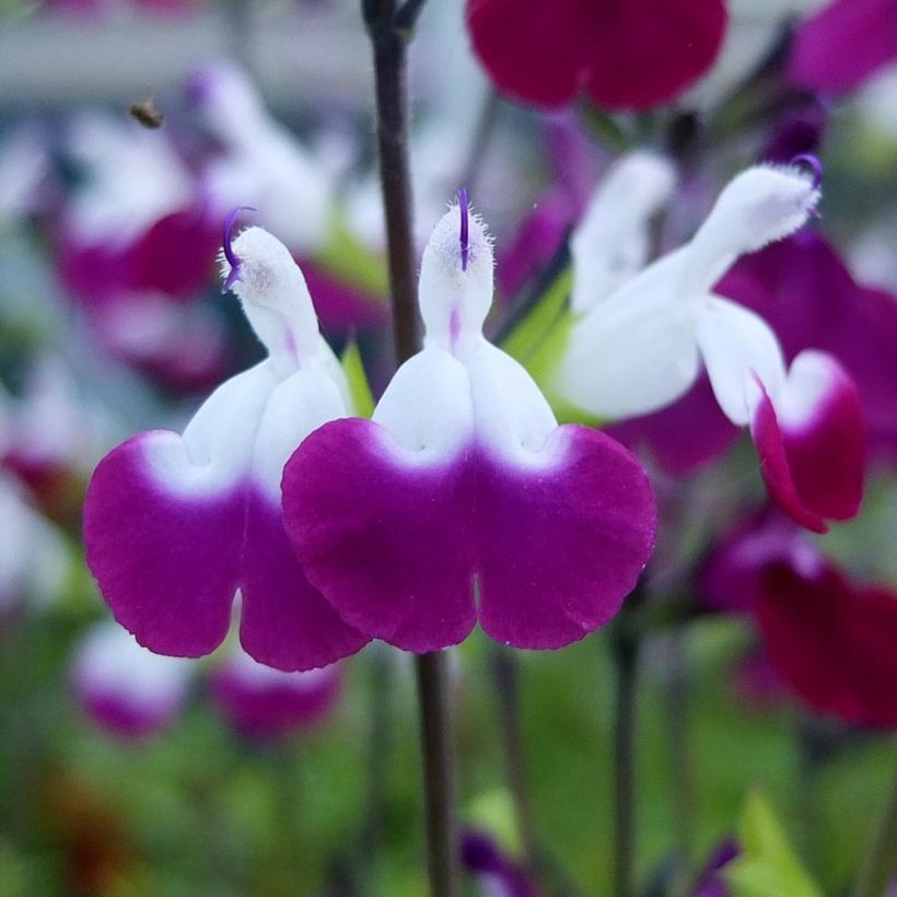 Sauge arbustive Amethyst Lips - Salvia greggii (Floraison)