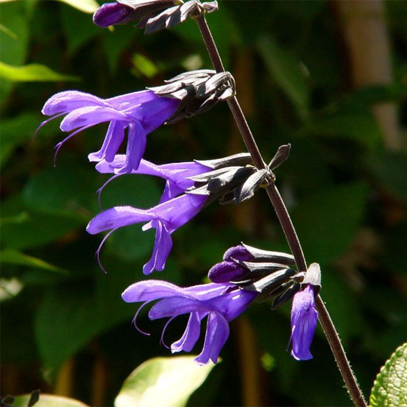 Sauge arbustive - Salvia guaranitica Black and Blue (Floraison)